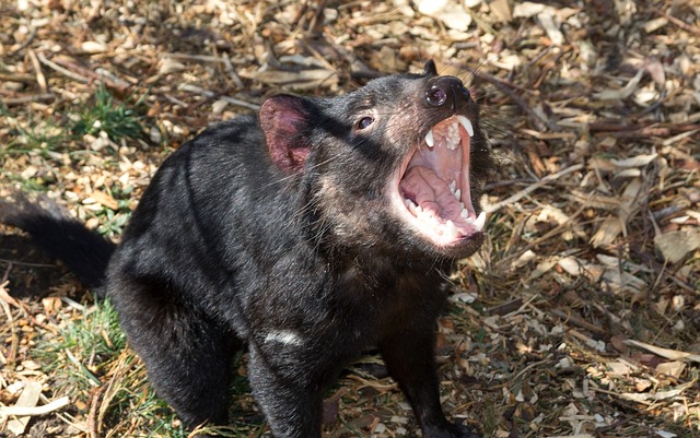 tassie devils 